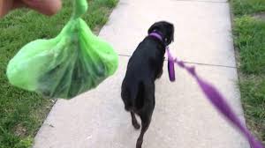 Dog Waste Services