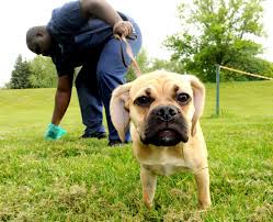 Dog Poop Removal Services