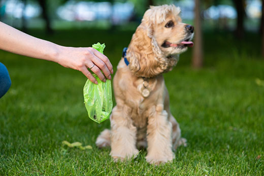 Pet Waste Removal Services